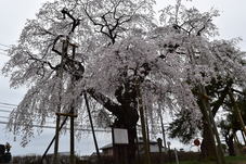 観音寺のしだれ桜