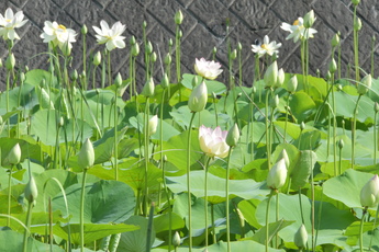 6輪のハスの花の周りにたくさんのつぼみがある様子