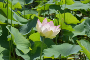 生い茂る葉の中で朝日を浴びる1輪のハスの花の様子