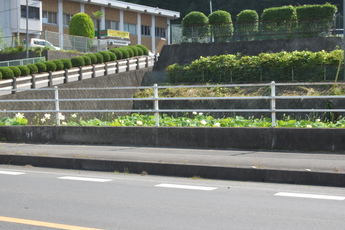 警察署を背景にした道路沿いのハス池の様子