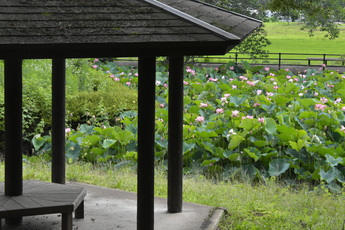 東屋から見るハスの花(ふるさとの森公園)