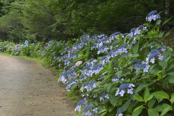 山アジサイの花(ふるさとの森公園)