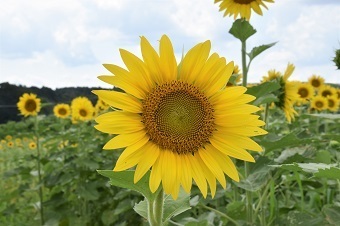 富山のひまわり