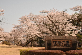 馬頭公園の桜