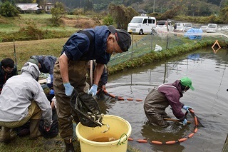 ホンモロコの水揚げ