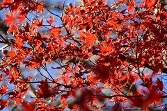 那珂川町の紅葉